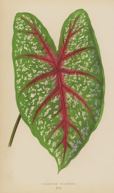 Caladium Chantinii - English School